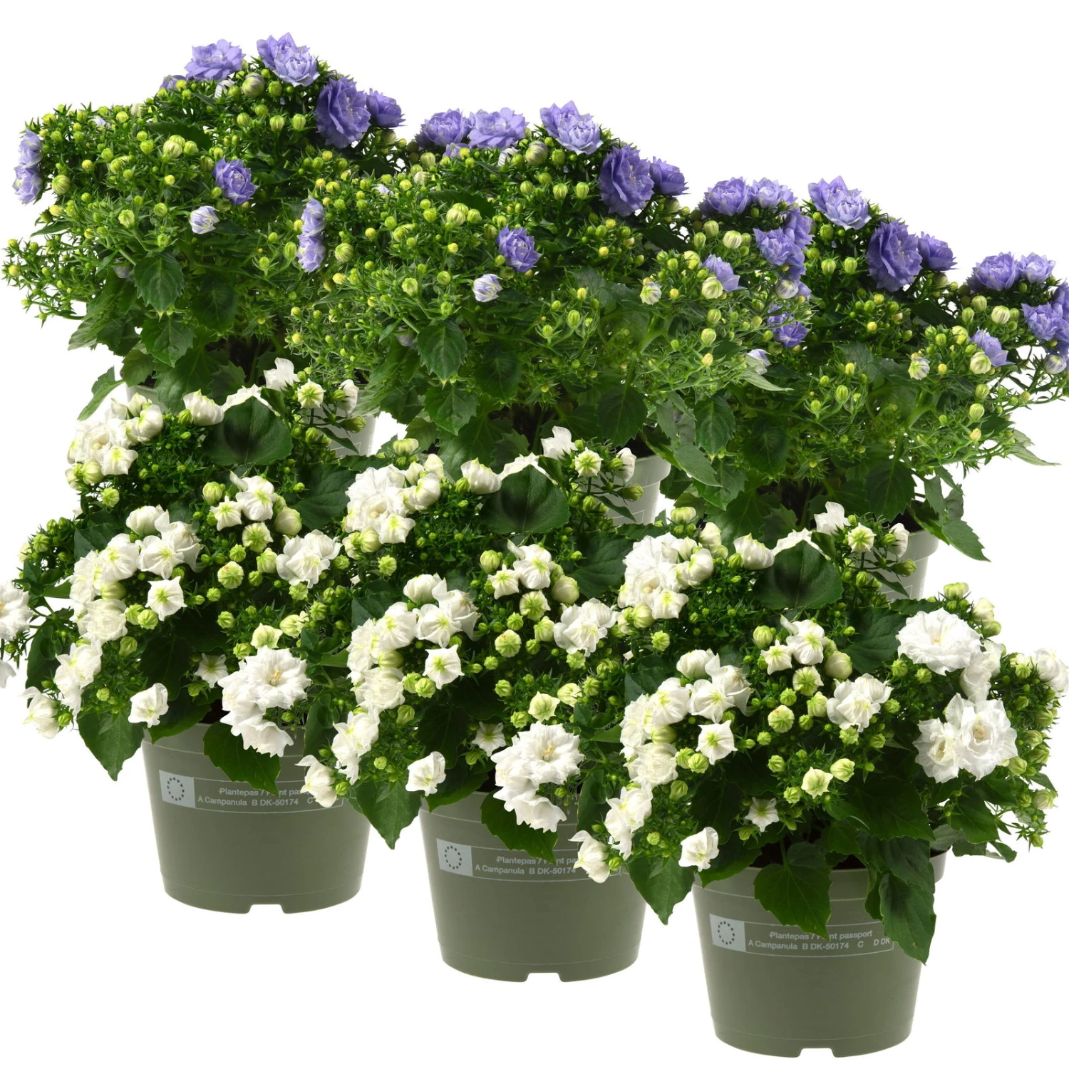 Glockenblume 'Like Mee'®, Blau Und Weiß, Topf-Ø 10,5 Cm, Höhe Ca. 15 Cm, 6er-Set 1 Glockenblume 'Like Mee'®, Blau Und Weiß, Topf-Ø 10,5 Cm, Höhe Ca. 15 Cm, 6er-Set