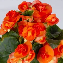 Elatior-Begonie, Topf-Ø 14 Cm, Orange, Höhe Ca. 20-27 Cm, 4er-Set 11 Elatior-Begonie, Topf-Ø 14 Cm, Orange, Höhe Ca. 20-27 Cm, 4er-Set -Stilvolles Gartenmöbelgeschäft 0210900298 Begonia Elatior T14 orange 4er Set 42