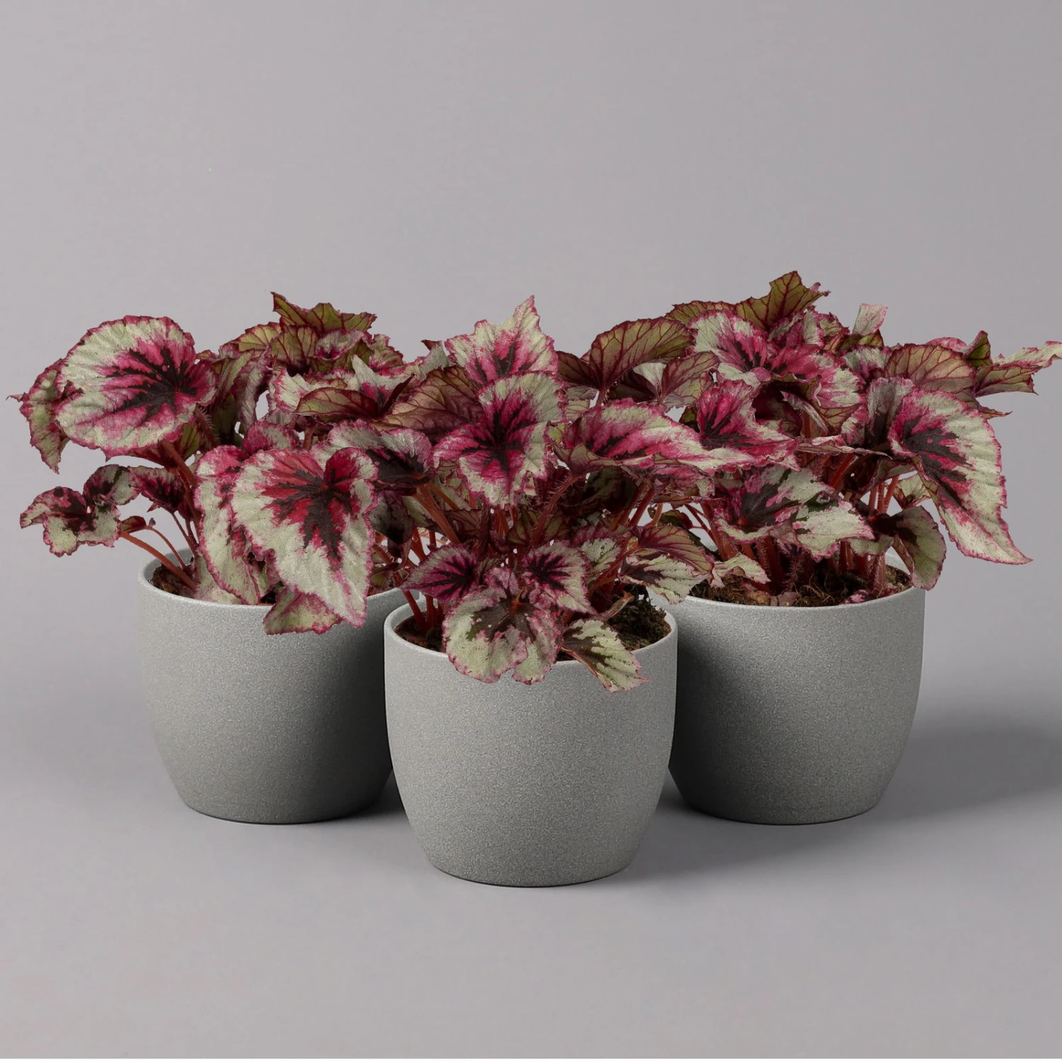 Blattbegonie 'Evening Glow', Topf-Ø 12 Cm, Höhe Ca. 25 Cm, 3er-Set 1 Blattbegonie 'Evening Glow', Topf-Ø 12 Cm, Höhe Ca. 25 Cm, 3er-Set