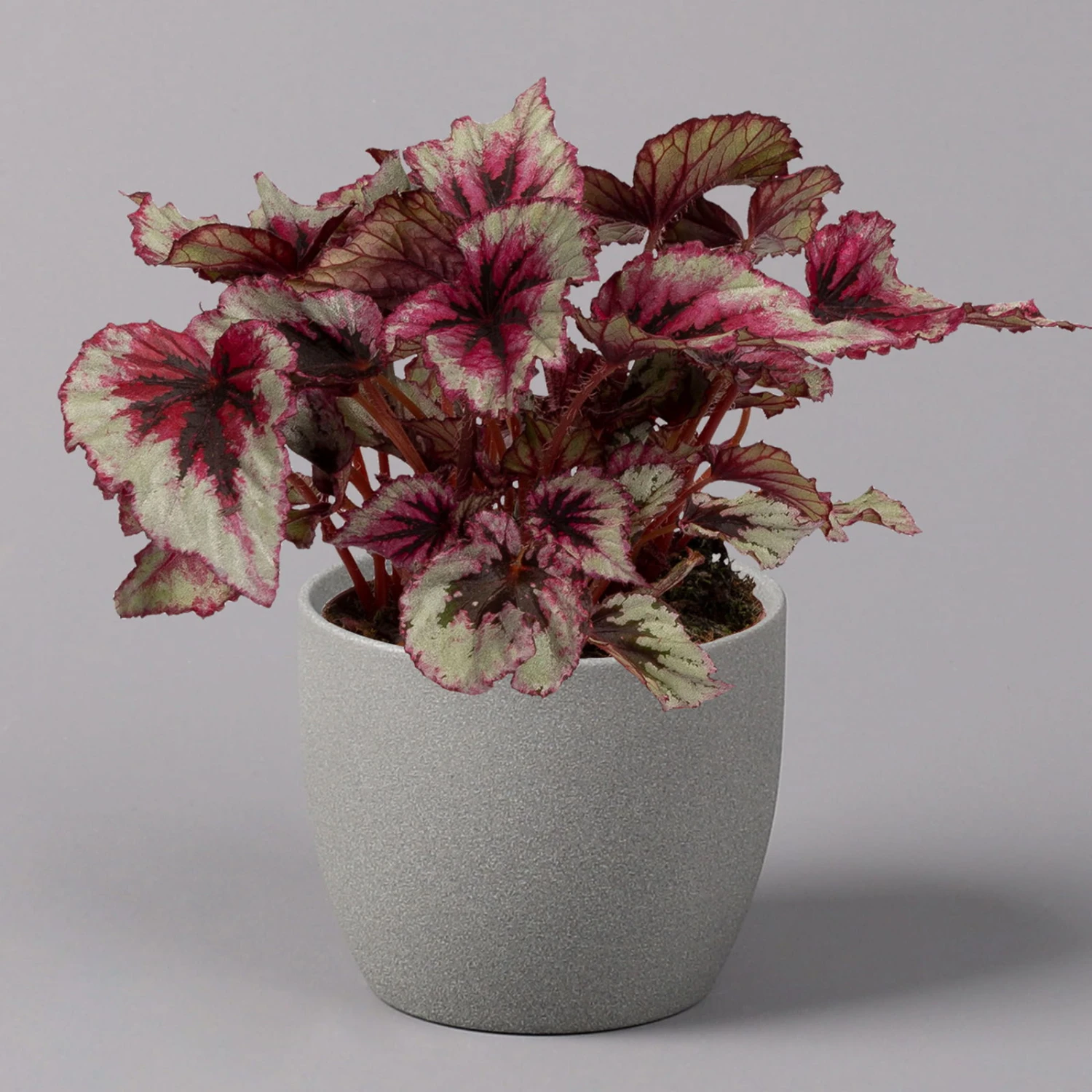 Blattbegonie 'Evening Glow', Topf-Ø 12 Cm, Höhe Ca. 25 Cm, 3er-Set 2 Blattbegonie 'Evening Glow', Topf-Ø 12 Cm, Höhe Ca. 25 Cm, 3er-Set – Bild 2