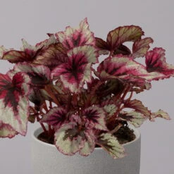 Blattbegonie 'Evening Glow', Topf-Ø 12 Cm, Höhe Ca. 25 Cm, 3er-Set 8 Blattbegonie 'Evening Glow', Topf-Ø 12 Cm, Höhe Ca. 25 Cm, 3er-Set -Stilvolles Gartenmöbelgeschäft 0210900311 Blattbegonie Evening Glow 3er Set 3