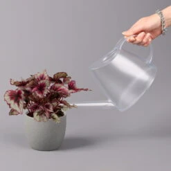 Blattbegonie 'Evening Glow', Topf-Ø 12 Cm, Höhe Ca. 25 Cm, 3er-Set 9 Blattbegonie 'Evening Glow', Topf-Ø 12 Cm, Höhe Ca. 25 Cm, 3er-Set -Stilvolles Gartenmöbelgeschäft 0210900311 Blattbegonie Evening Glow 3er Set 4