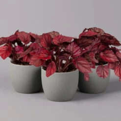 Blattbegonie 'Inca Flame', Topf-Ø 12 Cm, Höhe Ca. 25 Cm, 3er-Set