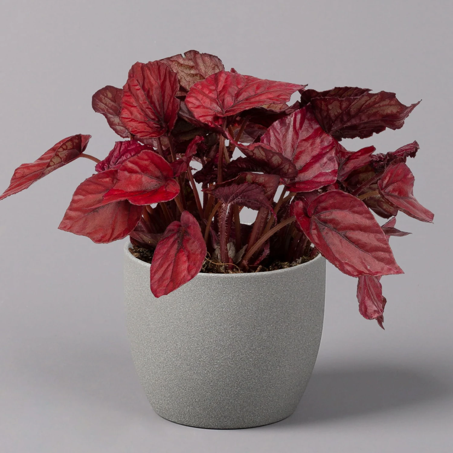 Blattbegonie 'Inca Flame', Topf-Ø 12 Cm, Höhe Ca. 25 Cm, 3er-Set 2 Blattbegonie 'Inca Flame', Topf-Ø 12 Cm, Höhe Ca. 25 Cm, 3er-Set – Bild 2