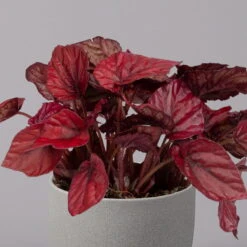 Blattbegonie 'Inca Flame', Topf-Ø 12 Cm, Höhe Ca. 25 Cm, 3er-Set 8 Blattbegonie 'Inca Flame', Topf-Ø 12 Cm, Höhe Ca. 25 Cm, 3er-Set -Stilvolles Gartenmöbelgeschäft 0210900313 Blattbegonie Inca Flame 3er Set neu 3