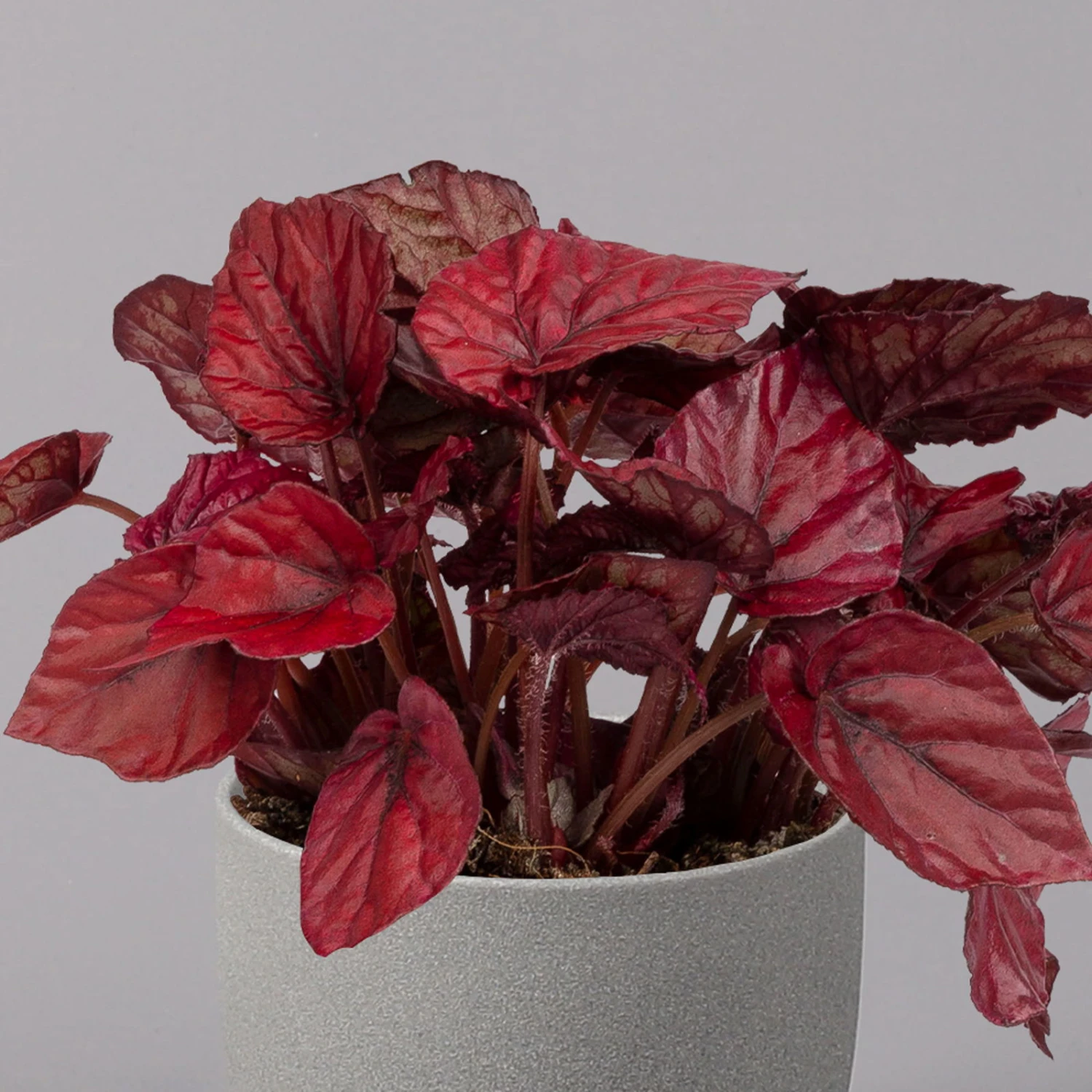Blattbegonie 'Inca Flame', Topf-Ø 12 Cm, Höhe Ca. 25 Cm, 3er-Set 3 Blattbegonie 'Inca Flame', Topf-Ø 12 Cm, Höhe Ca. 25 Cm, 3er-Set – Bild 3