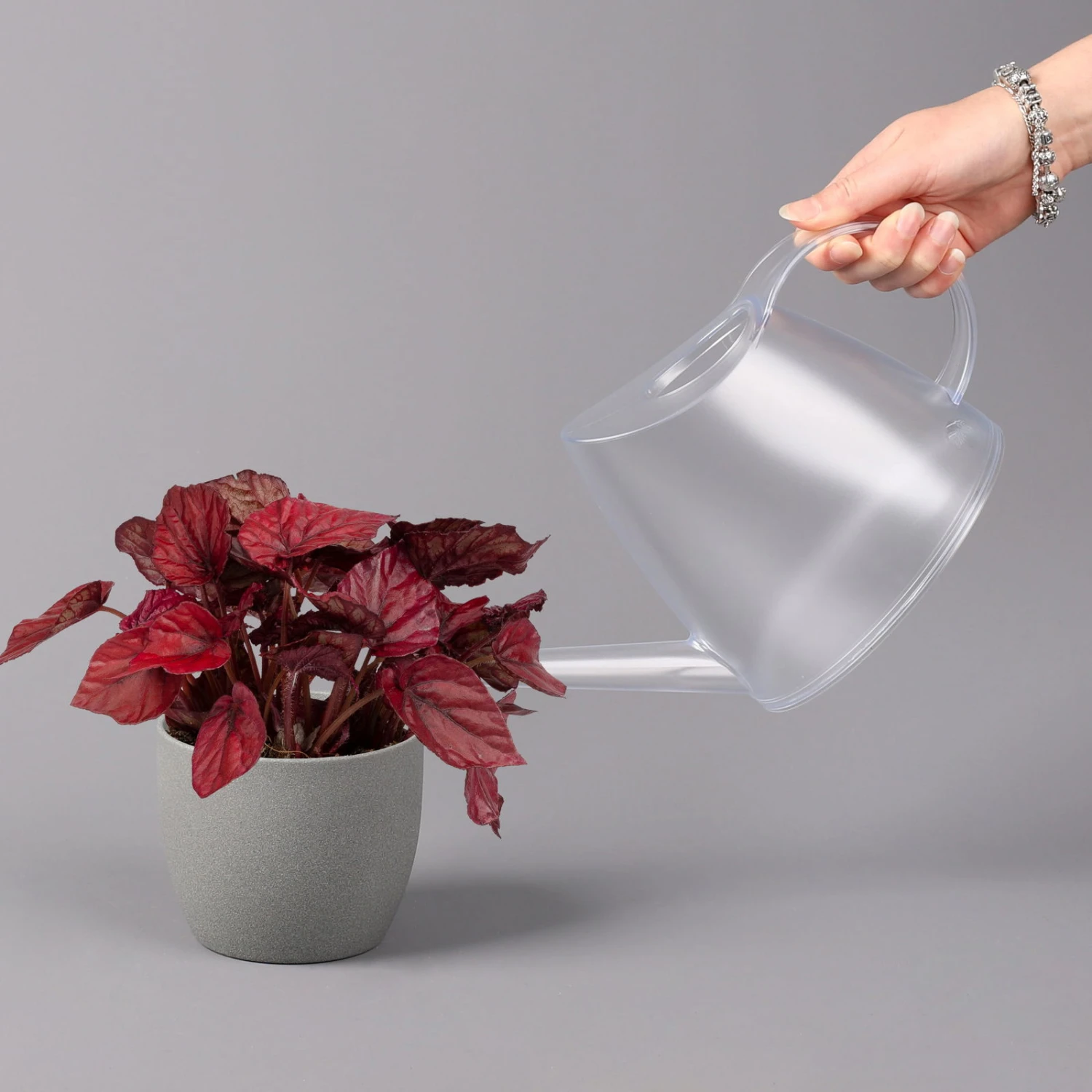 Blattbegonie 'Inca Flame', Topf-Ø 12 Cm, Höhe Ca. 25 Cm, 3er-Set 4 Blattbegonie 'Inca Flame', Topf-Ø 12 Cm, Höhe Ca. 25 Cm, 3er-Set – Bild 4