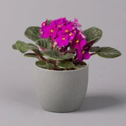 Usambaraveilchen, Rot, Topf-Ø 12 Cm, 6er-Set 8 Usambaraveilchen, Rot, Topf-Ø 12 Cm, 6er-Set -Stilvolles Gartenmöbelgeschäft 0210950106 Saintpaulia rot T12cm H20cm 6erSet1 116393