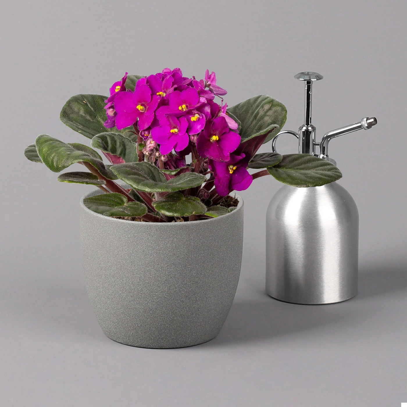 Usambaraveilchen, Rot, Topf-Ø 12 Cm, 6er-Set 2 Usambaraveilchen, Rot, Topf-Ø 12 Cm, 6er-Set – Bild 2