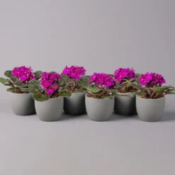 Usambaraveilchen, Rot, Topf-Ø 12 Cm, 6er-Set