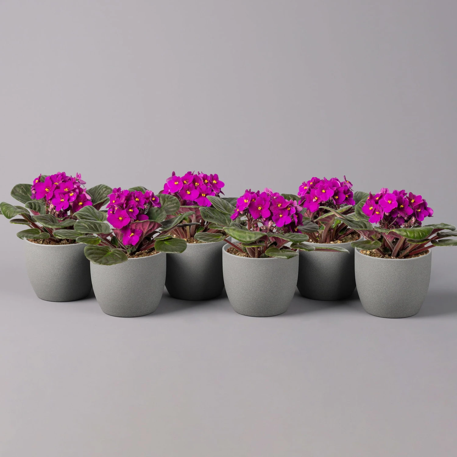 Usambaraveilchen, Rot, Topf-Ø 12 Cm, 6er-Set 1 Usambaraveilchen, Rot, Topf-Ø 12 Cm, 6er-Set