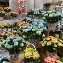 Hortensie 'Early Blue', Busch, Topf-Ø 23 Cm, Höhe Ca. 50 Cm 7 Hortensie 'Early Blue', Busch, Topf-Ø 23 Cm, Höhe Ca. 50 Cm -Stilvolles Gartenmöbelgeschäft 021130 hydrangea 1
