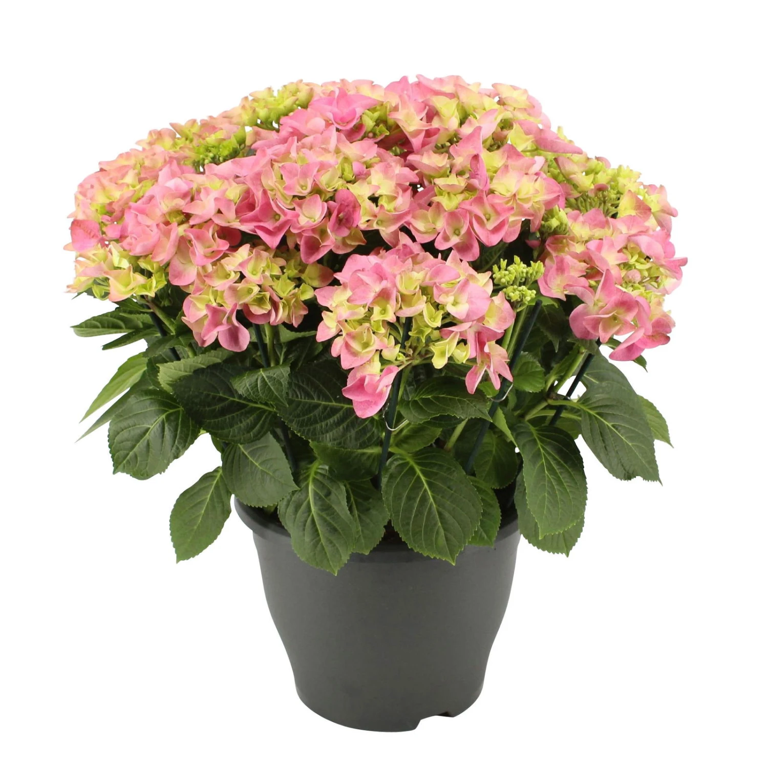 Hortensie 'Early Rosa', Busch, Rosa, Topf-Ø 23 Cm, Höhe Ca. 50 Cm 1 Hortensie 'Early Rosa', Busch, Rosa, Topf-Ø 23 Cm, Höhe Ca. 50 Cm