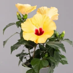 Hibiskus, Gelb, Topf-Ø 13 Cm, Höhe Ca. 35 Cm, 2er-Set -Stilvolles Gartenmöbelgeschäft 0213100205 Hibiscus gelb 2er Set WS 3