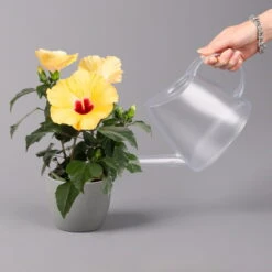 Hibiskus, Gelb, Topf-Ø 13 Cm, Höhe Ca. 35 Cm, 2er-Set -Stilvolles Gartenmöbelgeschäft 0213100205 Hibiscus gelb 2er Set WS 4