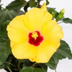 Hibiskus, Gelb, Topf-Ø 13 Cm, Höhe Ca. 35 Cm, 2er-Set -Stilvolles Gartenmöbelgeschäft 0213100205 Hibiscus gelb 2er Set WS 5