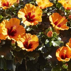 Hibiskus, Graff® 'Petit Orange', Mit Keramiktopf Dallas Weiß, Topf-Ø 13 Cm -Stilvolles Gartenmöbelgeschäft 0213100211 0213100212 0213100213 0213100227 0213100228 Hibiscus Petit Orange