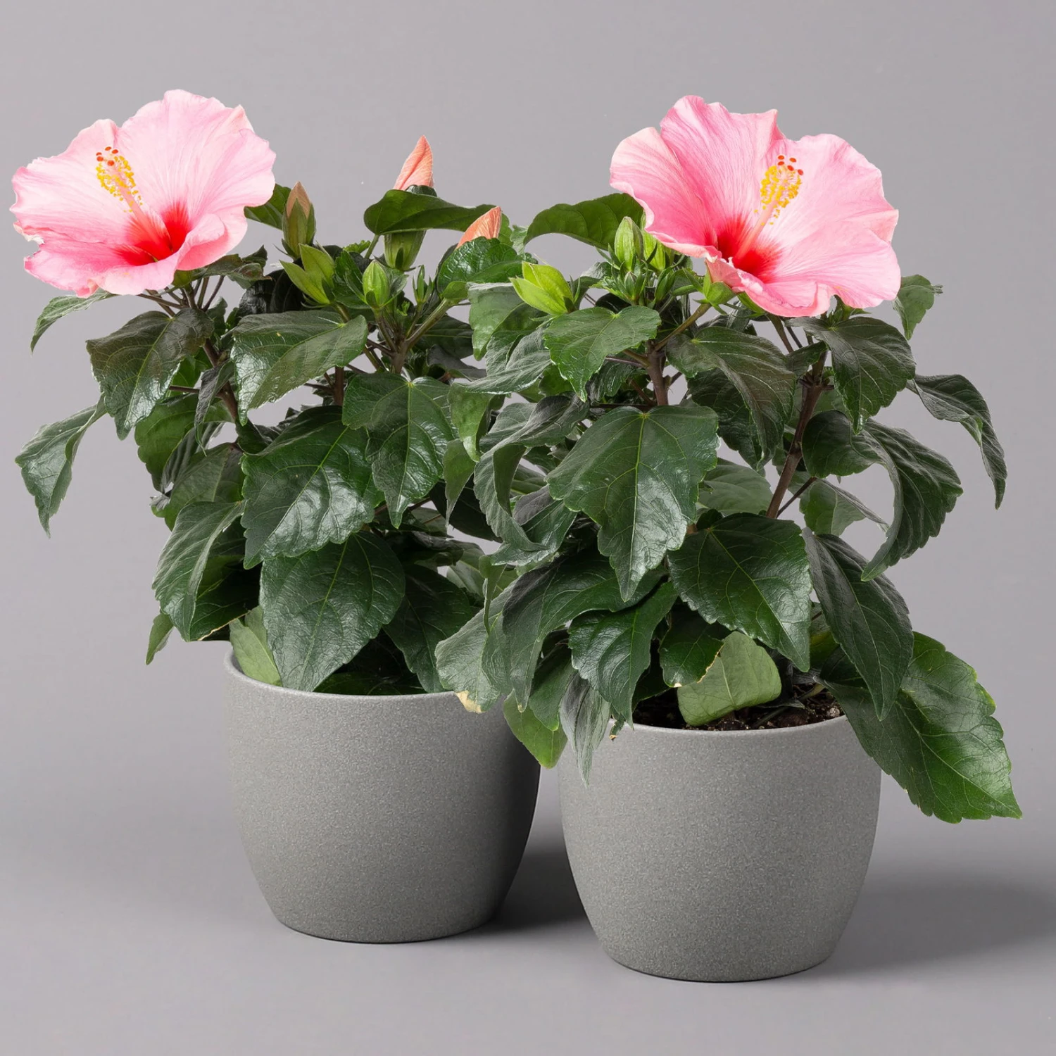 Hibiskus, Rosa, Topf-Ø 13 Cm, Höhe Ca. 35 Cm, 2er-Set 1 Hibiskus, Rosa, Topf-Ø 13 Cm, Höhe Ca. 35 Cm, 2er-Set