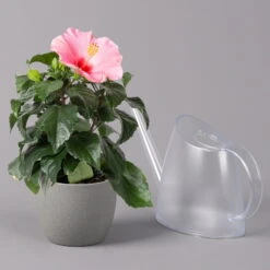 Hibiskus, Rosa, Topf-Ø 13 Cm, Höhe Ca. 35 Cm, 2er-Set 12 Hibiskus, Rosa, Topf-Ø 13 Cm, Höhe Ca. 35 Cm, 2er-Set -Stilvolles Gartenmöbelgeschäft 0213100217 Hibiscus rosa 2er Set 4