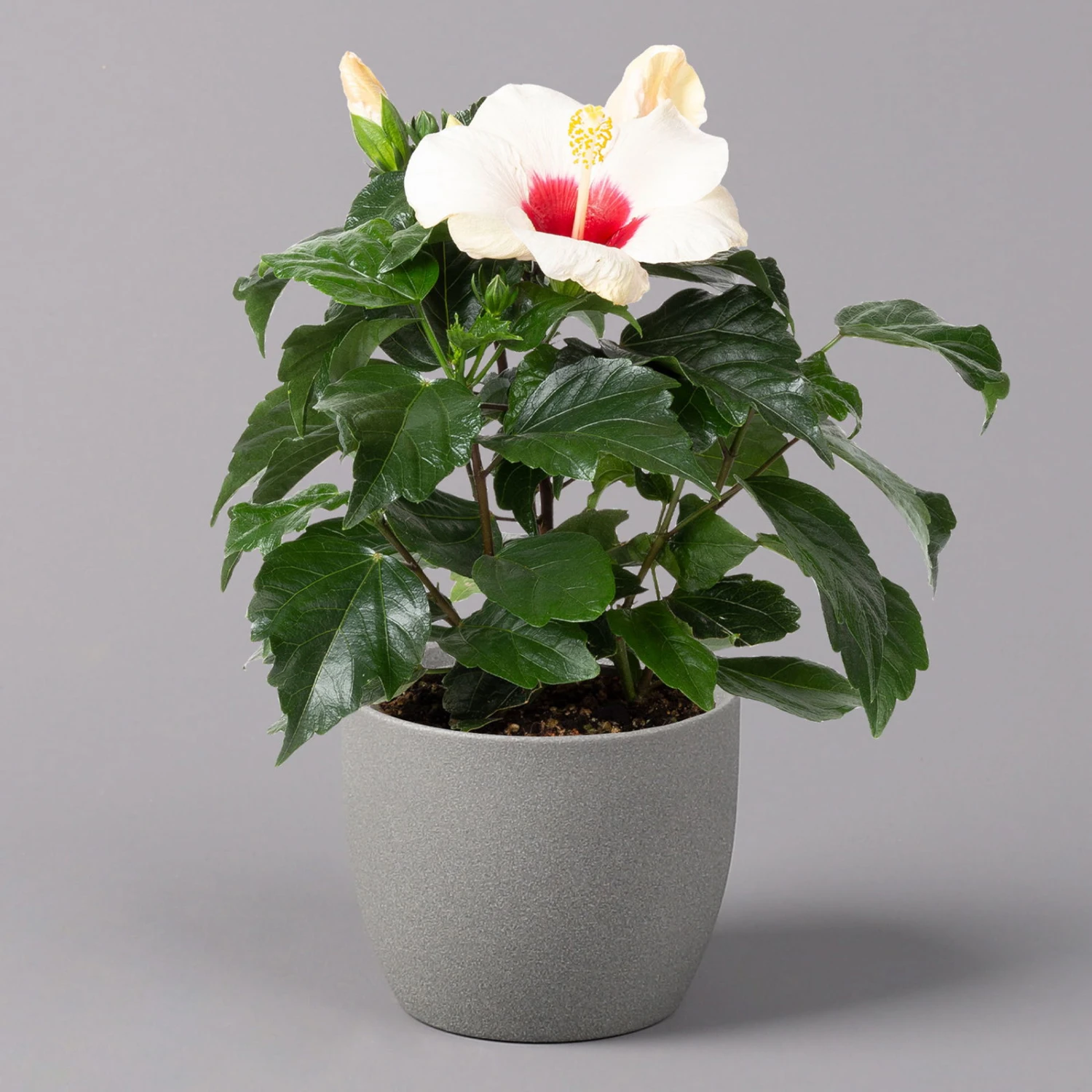 Hibiskus, Weiß, Topf-Ø 13 Cm, Höhe Ca. 35 Cm, 2er-Set 2 Hibiskus, Weiß, Topf-Ø 13 Cm, Höhe Ca. 35 Cm, 2er-Set – Bild 2