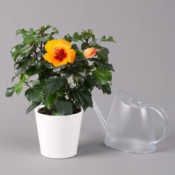 Hibiskus, Graff® 'Petit Orange', Mit Keramiktopf Dallas Weiß, Topf-Ø 13 Cm -Stilvolles Gartenmöbelgeschäft 0213100227 Hibiscus Petit Orange mit Topf Dallas weiss 3