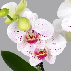 Neu eingetroffen -Stilvolles Gartenmöbelgeschäft 0215152574 phalaenopsis spirit white special 2 122724