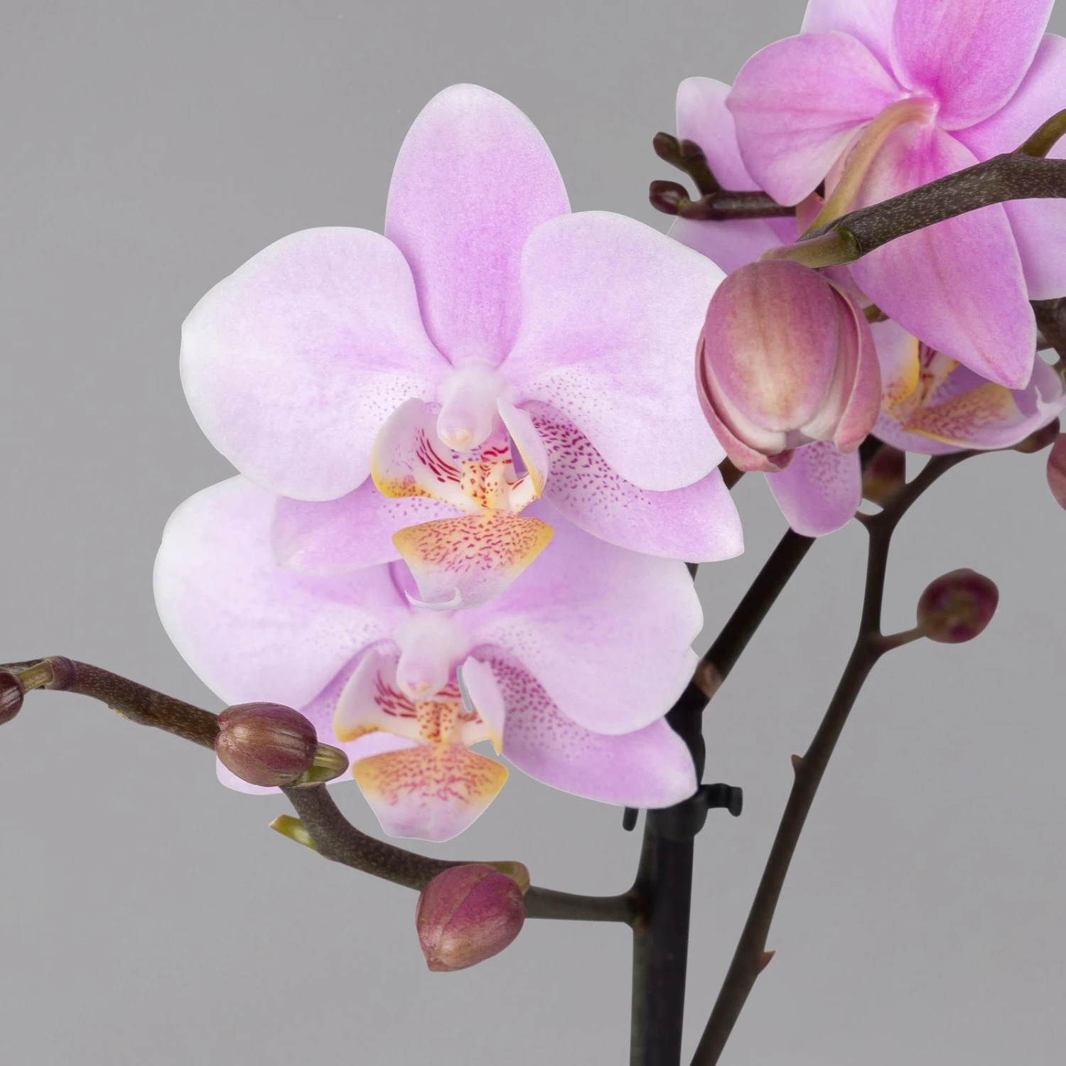 Schmetterlingsorchidee, Hellrosa, 2 Rispen, Topf-Ø 12 Cm, Höhe Ca. 50 Cm 2 Schmetterlingsorchidee, Hellrosa, 2 Rispen, Topf-Ø 12 Cm, Höhe Ca. 50 Cm – Bild 2