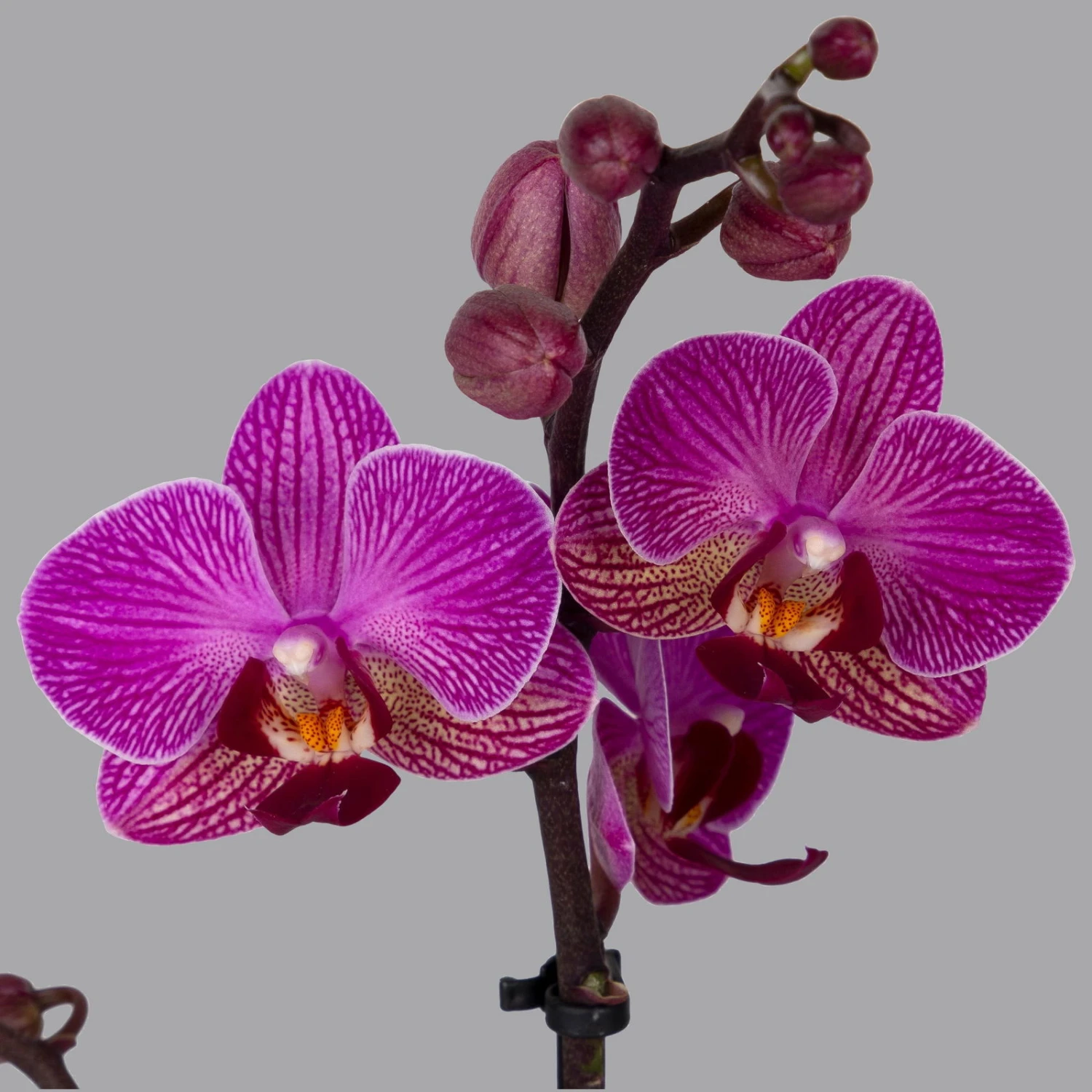 Phalaenopsis Lila, 2 Rispen, Topf-Ø 12 Cm, Höhe Ca. 50 Cm 2 Phalaenopsis Lila, 2 Rispen, Topf-Ø 12 Cm, Höhe Ca. 50 Cm – Bild 2