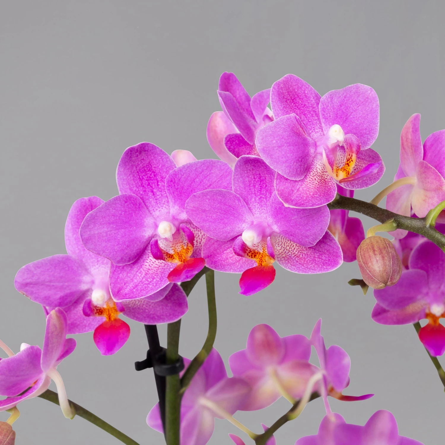 Schmetterlingsorchidee, Inkl. Keramiktopf, Dunkelrosa, Topf-Ø 12 Cm, Höhe 50 Cm 2 Schmetterlingsorchidee, Inkl. Keramiktopf, Dunkelrosa, Topf-Ø 12 Cm, Höhe 50 Cm – Bild 2