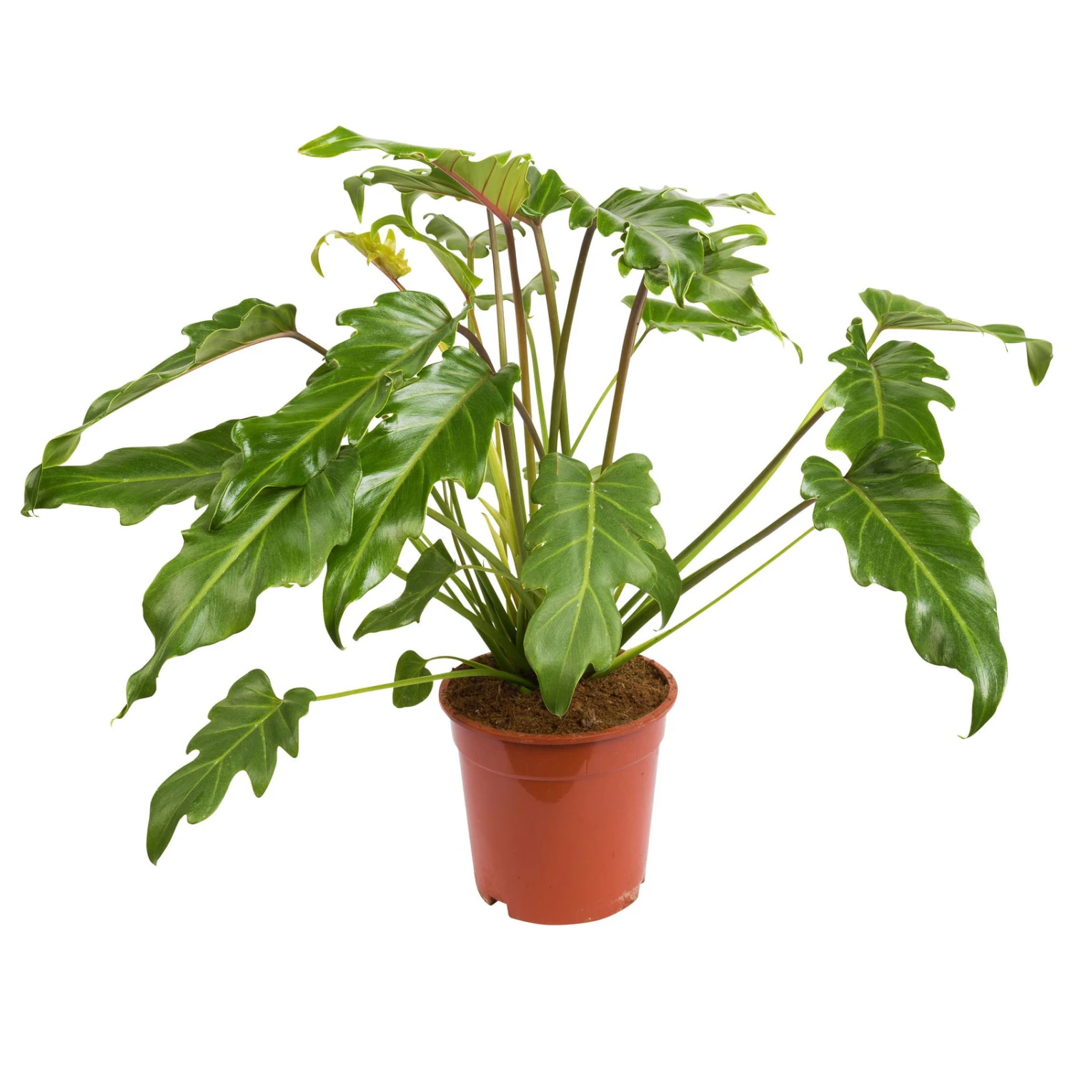 Philodendron Xanadu, Topf-Ø 17 Cm, Höhe Ca. 55 Cm 1 Philodendron Xanadu, Topf-Ø 17 Cm, Höhe Ca. 55 Cm