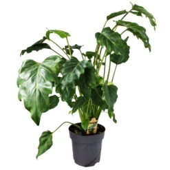 Philodendron Xanadu, Topf-Ø 17 Cm, Höhe Ca. 55 Cm 7 Philodendron Xanadu, Topf-Ø 17 Cm, Höhe Ca. 55 Cm -Stilvolles Gartenmöbelgeschäft 0220106722 Philodendron Xanadu