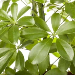 Schefflera Arboricola 'Nora', Topf-Ø 21 Cm, Höhe Ca. 55 Cm -Stilvolles Gartenmöbelgeschäft 0220106951 Schefflera arbor Nora