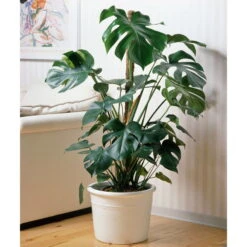Neu eingetroffen -Stilvolles Gartenmöbelgeschäft 0220107421 Monstera deliciosa moosstab