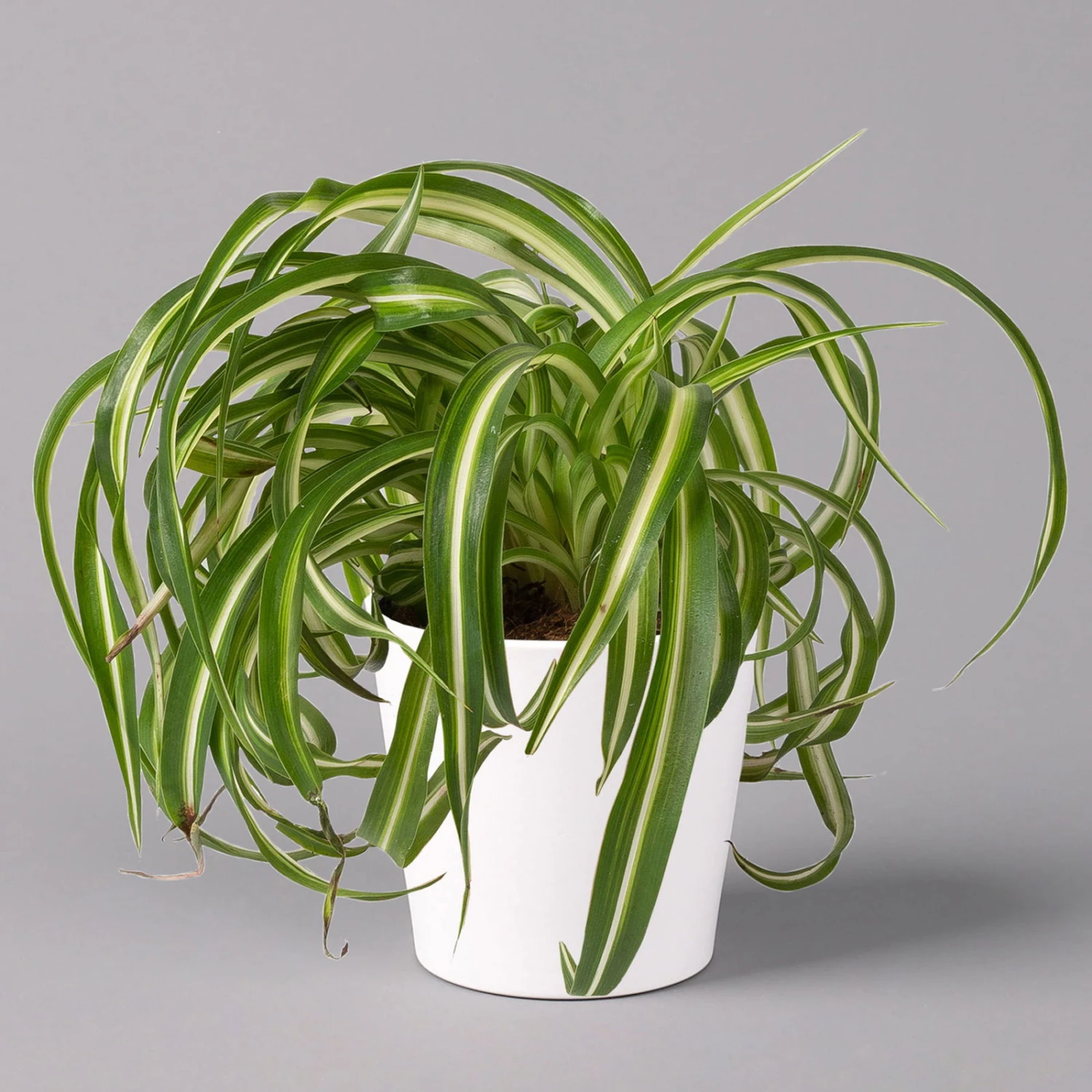 Grünlilie 'Bonnie' Mit Keramiktopf Dallas Weiß, Topf-Ø 12 Cm, 3er-Set 2 Grünlilie 'Bonnie' Mit Keramiktopf Dallas Weiß, Topf-Ø 12 Cm, 3er-Set – Bild 2