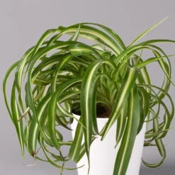 Grünlilie 'Bonnie' Mit Keramiktopf Dallas Weiß, Topf-Ø 12 Cm, 3er-Set 10 Grünlilie 'Bonnie' Mit Keramiktopf Dallas Weiß, Topf-Ø 12 Cm, 3er-Set -Stilvolles Gartenmöbelgeschäft 0220108124 Chlorophyt Bonnie in Topf Dallas weiss 2