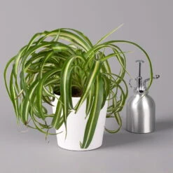 Grünlilie 'Bonnie' Mit Keramiktopf Dallas Weiß, Topf-Ø 12 Cm, 3er-Set 11 Grünlilie 'Bonnie' Mit Keramiktopf Dallas Weiß, Topf-Ø 12 Cm, 3er-Set -Stilvolles Gartenmöbelgeschäft 0220108124 Chlorophyt Bonnie in Topf Dallas weiss 3