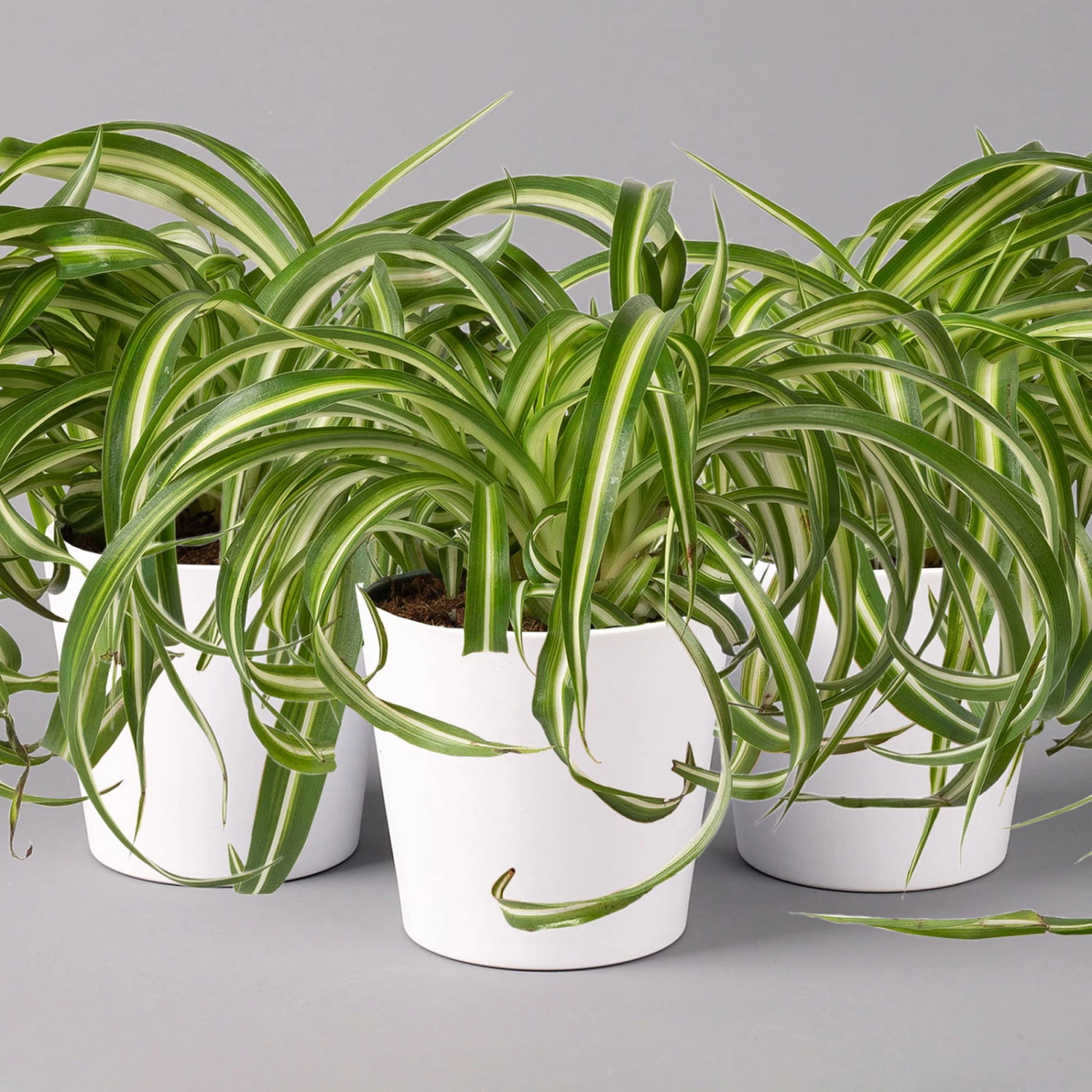 Grünlilie 'Bonnie' Mit Keramiktopf Dallas Weiß, Topf-Ø 12 Cm, 3er-Set 1 Grünlilie 'Bonnie' Mit Keramiktopf Dallas Weiß, Topf-Ø 12 Cm, 3er-Set