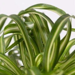 Grünlilie 'Bonnie' Mit Keramiktopf Dallas Weiß, Topf-Ø 12 Cm, 3er-Set 12 Grünlilie 'Bonnie' Mit Keramiktopf Dallas Weiß, Topf-Ø 12 Cm, 3er-Set -Stilvolles Gartenmöbelgeschäft 0220108124 Chlorophyt Bonnie in Topf Dallas weiss 4