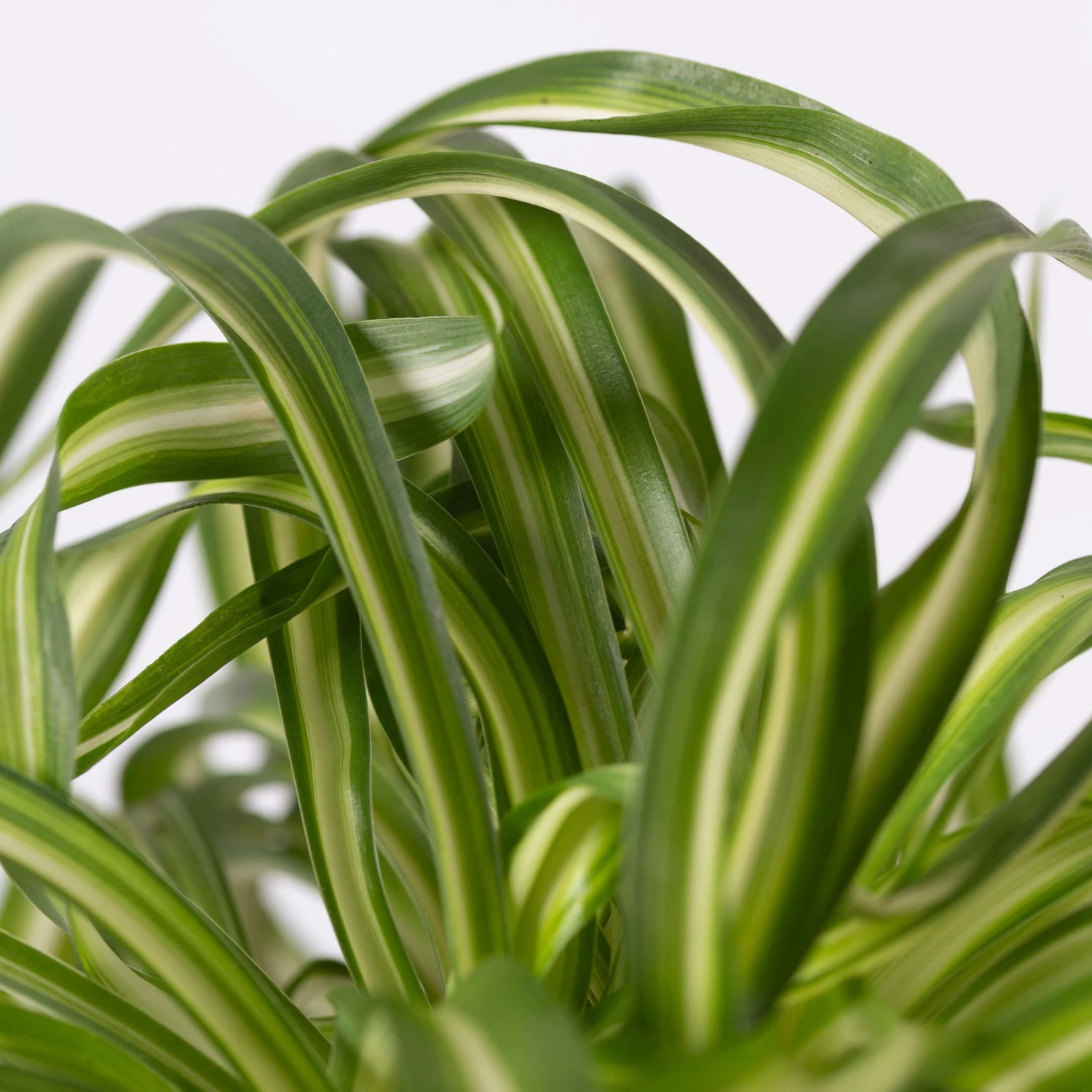 Grünlilie 'Bonnie' Mit Keramiktopf Dallas Weiß, Topf-Ø 12 Cm, 3er-Set 5 Grünlilie 'Bonnie' Mit Keramiktopf Dallas Weiß, Topf-Ø 12 Cm, 3er-Set – Bild 5