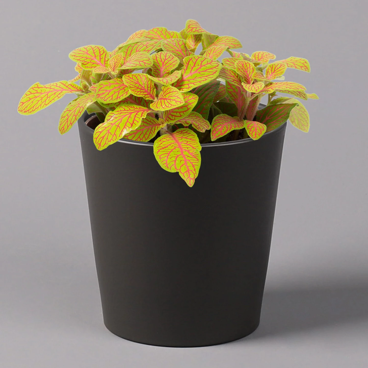 Fittonia 'Skeleton' Inkl. Keramiktopf Dallas Anthrazit, Topf-Ø 12 Cm 1 Fittonia 'Skeleton' Inkl. Keramiktopf Dallas Anthrazit, Topf-Ø 12 Cm