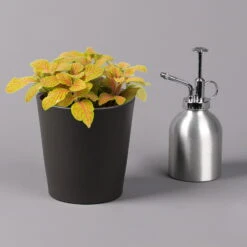 Fittonia 'Skeleton' Inkl. Keramiktopf Dallas Anthrazit, Topf-Ø 12 Cm 9 Fittonia 'Skeleton' Inkl. Keramiktopf Dallas Anthrazit, Topf-Ø 12 Cm -Stilvolles Gartenmöbelgeschäft 0220108275 Fittonia Skeleton Topf Dallas anthrazit 3