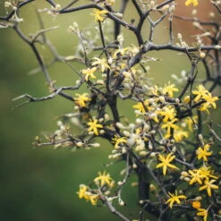 Zickzackstrauch, Topf-Ø 19 Cm, Höhe Ca. 70 Cm -Stilvolles Gartenmöbelgeschäft 0220108510 0220108511 0220108515 0220108516 0220108517 0220108518 0220108519 0220108520 Corokia 1 116837