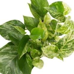 Grünpflanzen Trend-Mix Für Halbschattig/schattige Standorte, Topf 12 Cm Ø 20 Grünpflanzen Trend-Mix Für Halbschattig/schattige Standorte, Topf 12 Cm Ø -Stilvolles Gartenmöbelgeschäft 0220150063