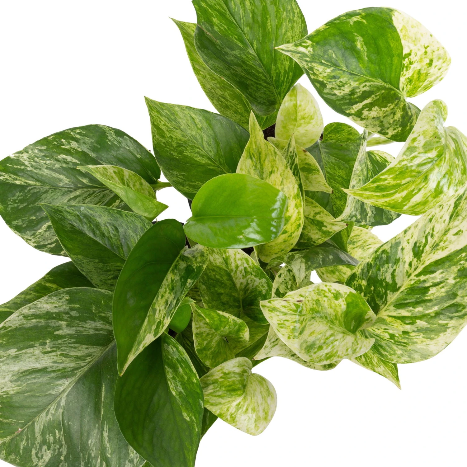 Grünpflanzen Trend-Mix Für Halbschattig/schattige Standorte, Topf 12 Cm Ø 8 Grünpflanzen Trend-Mix Für Halbschattig/schattige Standorte, Topf 12 Cm Ø – Bild 8