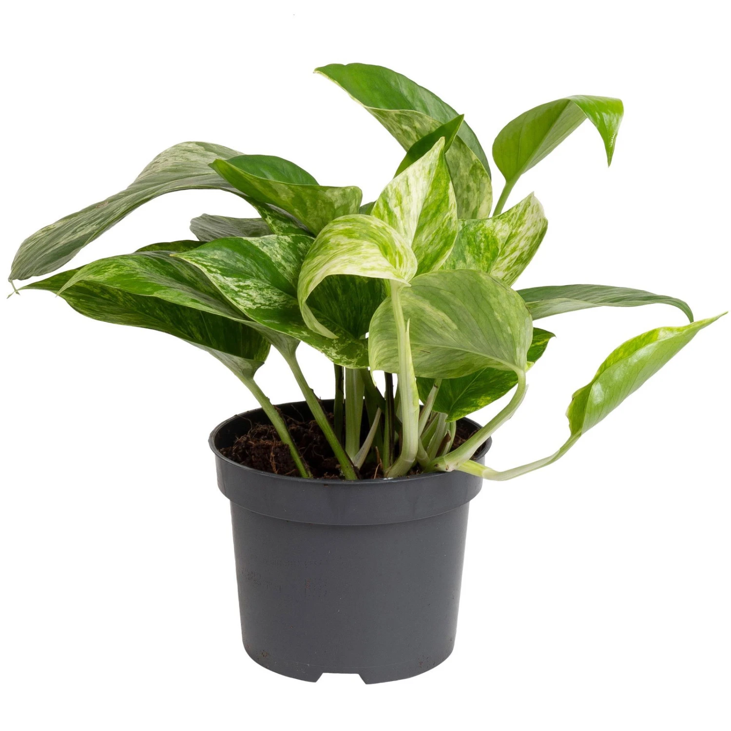 Grünpflanzen Trend-Mix Für Halbschattig/schattige Standorte, Topf 12 Cm Ø 6 Grünpflanzen Trend-Mix Für Halbschattig/schattige Standorte, Topf 12 Cm Ø – Bild 6