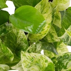 Grünpflanzen Trend-Mix Für Halbschattig/schattige Standorte, Topf 12 Cm Ø 19 Grünpflanzen Trend-Mix Für Halbschattig/schattige Standorte, Topf 12 Cm Ø -Stilvolles Gartenmöbelgeschäft 0220150063 1 1