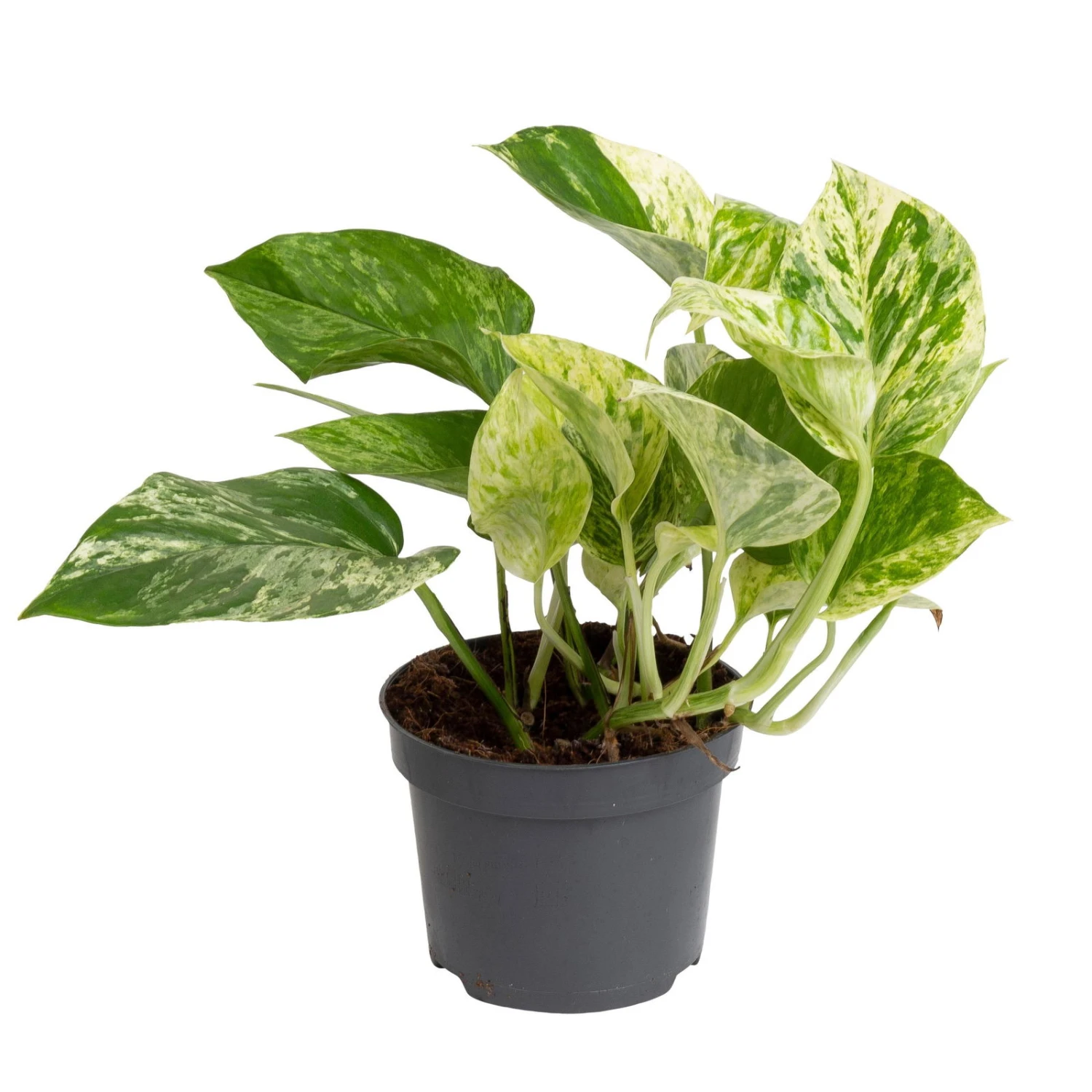 Grünpflanzen Trend-Mix Für Halbschattig/schattige Standorte, Topf 12 Cm Ø 5 Grünpflanzen Trend-Mix Für Halbschattig/schattige Standorte, Topf 12 Cm Ø – Bild 5