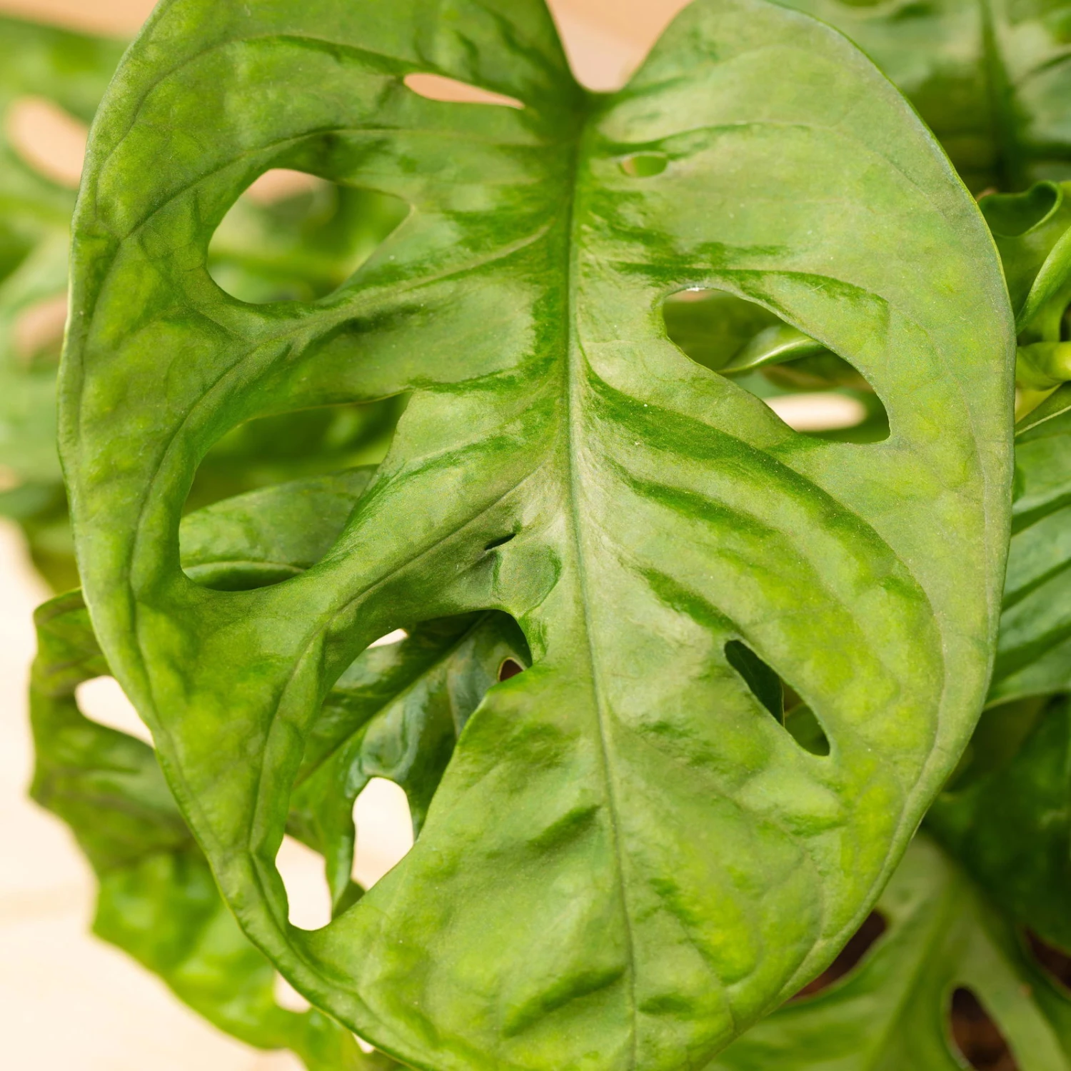 Grünpflanzen Trend-Mix Für Halbschattig/schattige Standorte, Topf 12 Cm Ø 10 Grünpflanzen Trend-Mix Für Halbschattig/schattige Standorte, Topf 12 Cm Ø – Bild 10