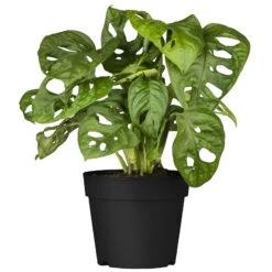 Grünpflanzen Trend-Mix Für Halbschattig/schattige Standorte, Topf 12 Cm Ø 21 Grünpflanzen Trend-Mix Für Halbschattig/schattige Standorte, Topf 12 Cm Ø -Stilvolles Gartenmöbelgeschäft 0220150063 7