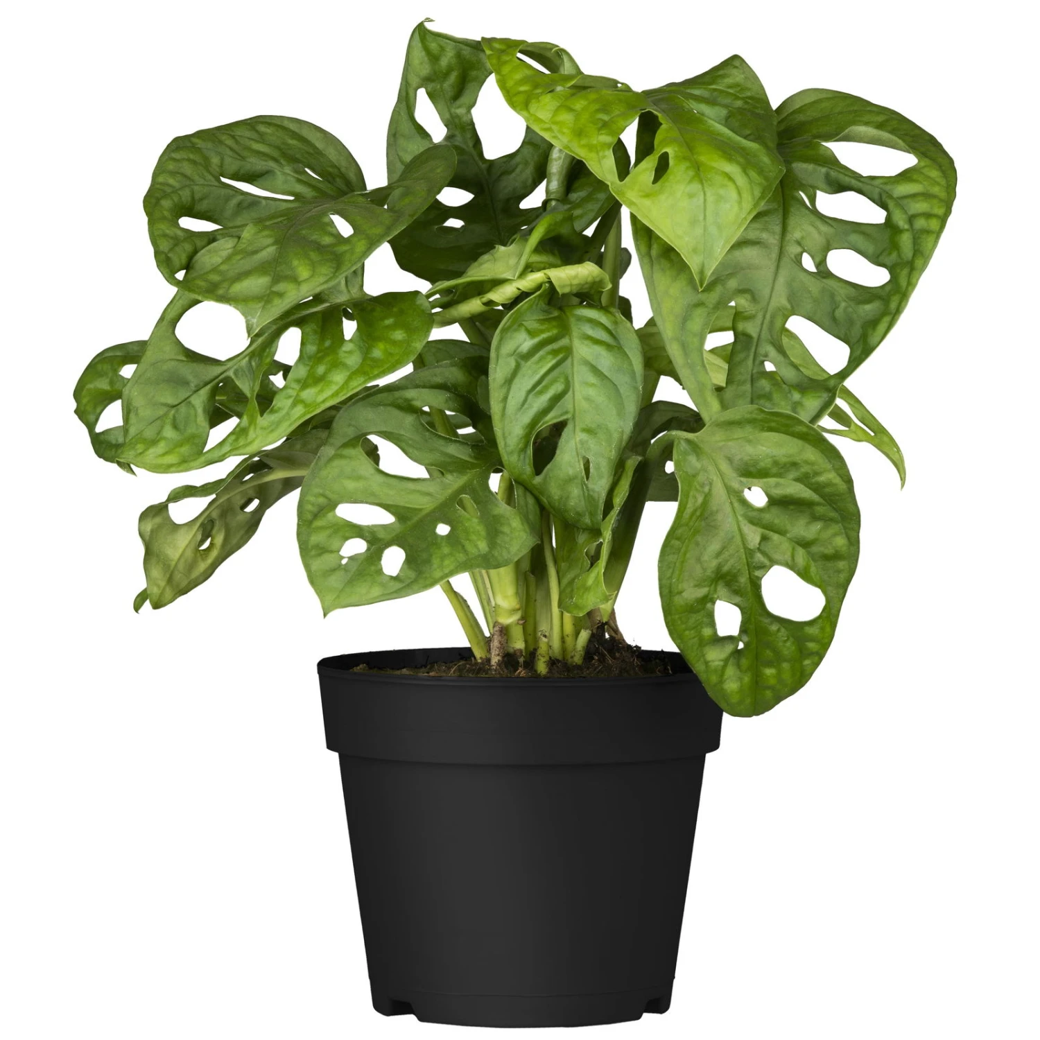 Grünpflanzen Trend-Mix Für Halbschattig/schattige Standorte, Topf 12 Cm Ø 9 Grünpflanzen Trend-Mix Für Halbschattig/schattige Standorte, Topf 12 Cm Ø – Bild 9